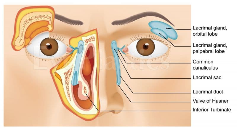 Lacrimal sac anatomy and nasolacrimal duct diagram